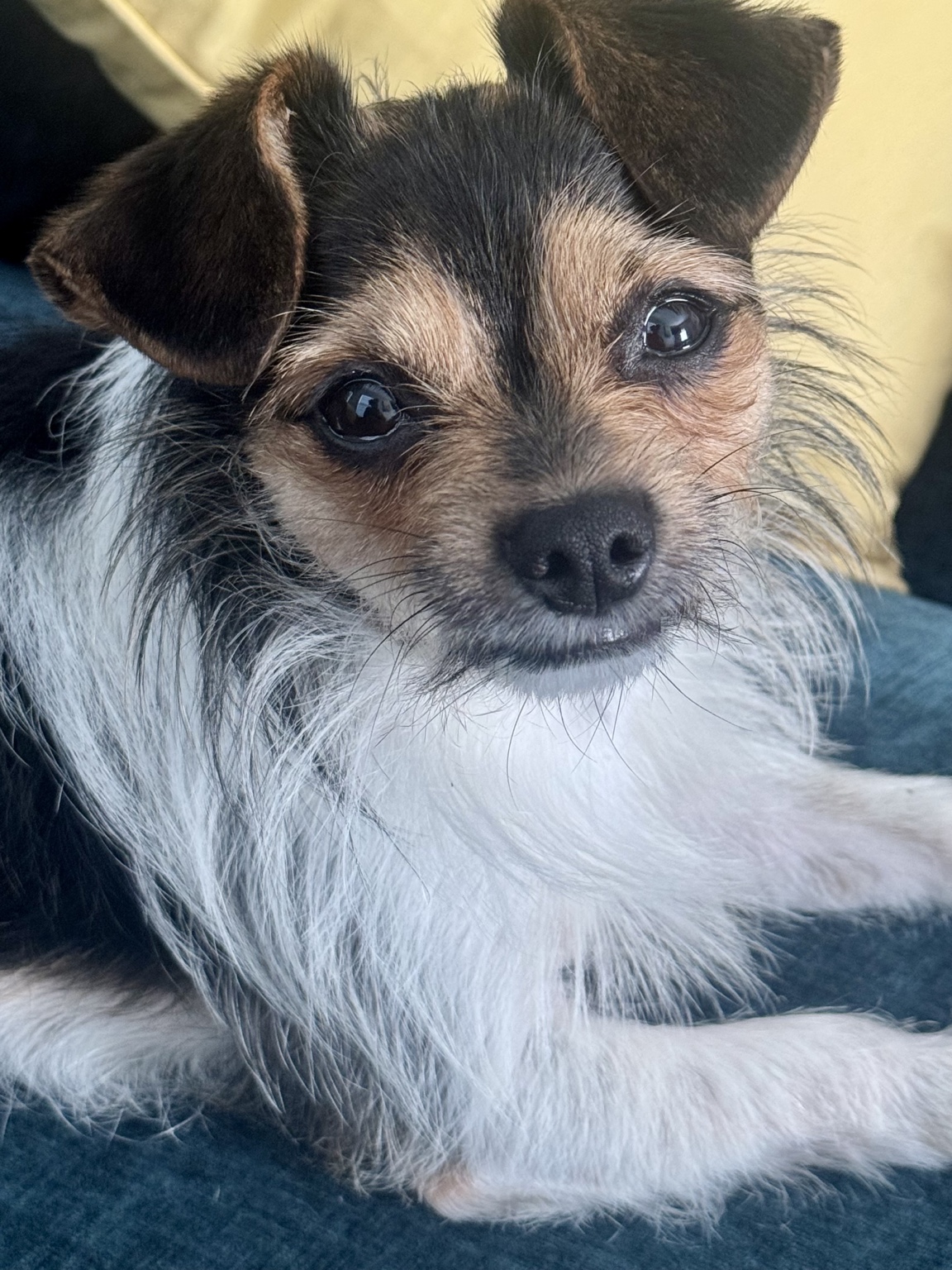 KoCo, the official Canine Concierge product tester